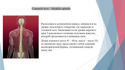 Анатомия и физиология центральной нервной системы, слайд 19