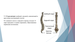 Анатомия и физиология центральной нервной системы, слайд 20