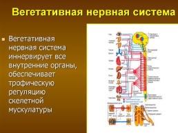 Вегетативная нервная система, слайд 2