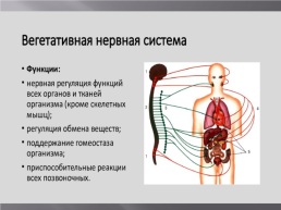 Вегетативная нервная система, слайд 3