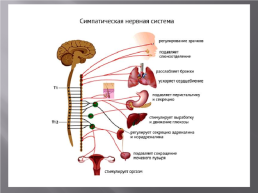 Вегетативная нервная система, слайд 4