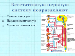 Вегетативная нервная система, слайд 5