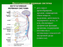 Вегетативная нервная система, слайд 7