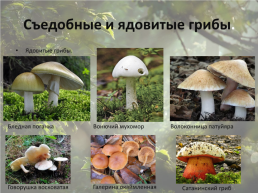 Съедобные и ядовитые грибы, слайд 5