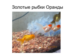 Как влияют аквариумные рыбы на здоровье человека., слайд 5
