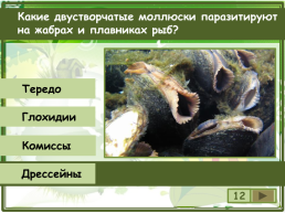 Сколько видов моллюсков сохранилось до настоящего времени?, слайд 13