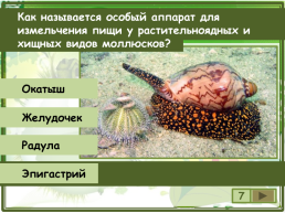 Сколько видов моллюсков сохранилось до настоящего времени?, слайд 8