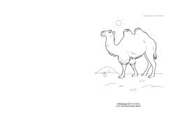 Изложение «Верблюды», слайд 7