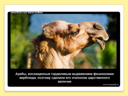 40 Интересных фактов о верблюдах, слайд 10