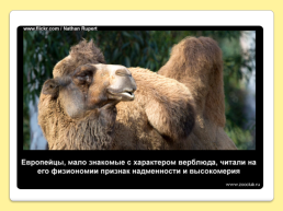 40 Интересных фактов о верблюдах, слайд 11