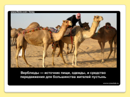 40 Интересных фактов о верблюдах, слайд 12