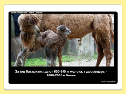 40 Интересных фактов о верблюдах, слайд 15
