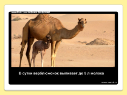 40 Интересных фактов о верблюдах, слайд 17