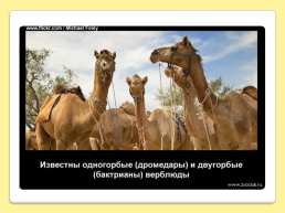 40 Интересных фактов о верблюдах, слайд 19