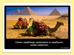 40 Интересных фактов о верблюдах, слайд 2