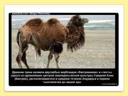 40 Интересных фактов о верблюдах, слайд 20