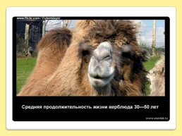 40 Интересных фактов о верблюдах, слайд 21