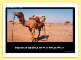 40 Интересных фактов о верблюдах, слайд 22