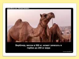 40 Интересных фактов о верблюдах, слайд 23