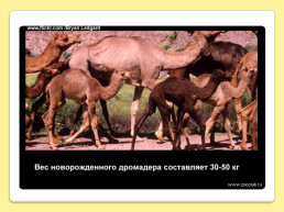 40 Интересных фактов о верблюдах, слайд 24