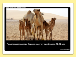 40 Интересных фактов о верблюдах, слайд 26