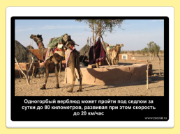 40 Интересных фактов о верблюдах, слайд 28