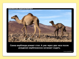 40 Интересных фактов о верблюдах, слайд 29