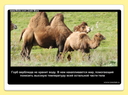 40 Интересных фактов о верблюдах, слайд 3