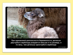 40 Интересных фактов о верблюдах, слайд 30