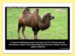 40 Интересных фактов о верблюдах, слайд 32