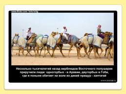40 Интересных фактов о верблюдах, слайд 33