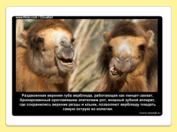 40 Интересных фактов о верблюдах, слайд 34