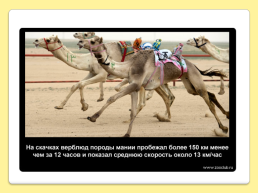 40 Интересных фактов о верблюдах, слайд 35