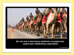 40 Интересных фактов о верблюдах, слайд 36