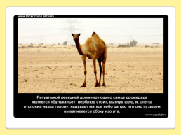 40 Интересных фактов о верблюдах, слайд 37