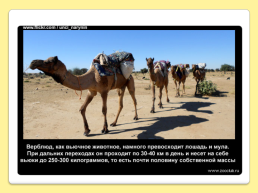 40 Интересных фактов о верблюдах, слайд 38