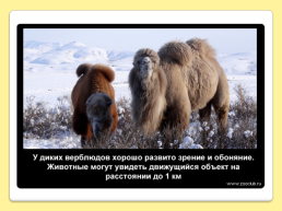 40 Интересных фактов о верблюдах, слайд 39