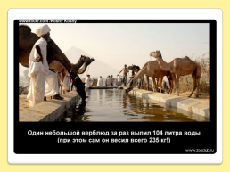 40 Интересных фактов о верблюдах, слайд 4