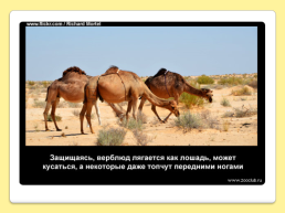40 Интересных фактов о верблюдах, слайд 40