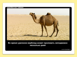 40 Интересных фактов о верблюдах, слайд 41