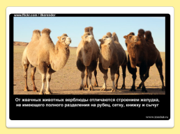 40 Интересных фактов о верблюдах, слайд 6