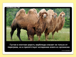 40 Интересных фактов о верблюдах, слайд 8