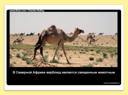 40 Интересных фактов о верблюдах, слайд 9