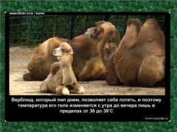 20 Научных фактов о верблюдах, слайд 10