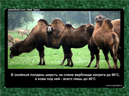 20 Научных фактов о верблюдах, слайд 17