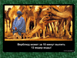 20 Научных фактов о верблюдах, слайд 7
