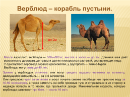 Верблюд – корабль пустыни, слайд 1