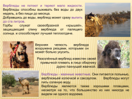 Верблюд – корабль пустыни, слайд 4