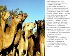 Верблюд – «Царь» домашних животных, слайд 8