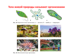 Организм – единое целое, слайд 3